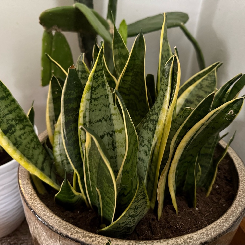 Vibrant Green Snake Plant